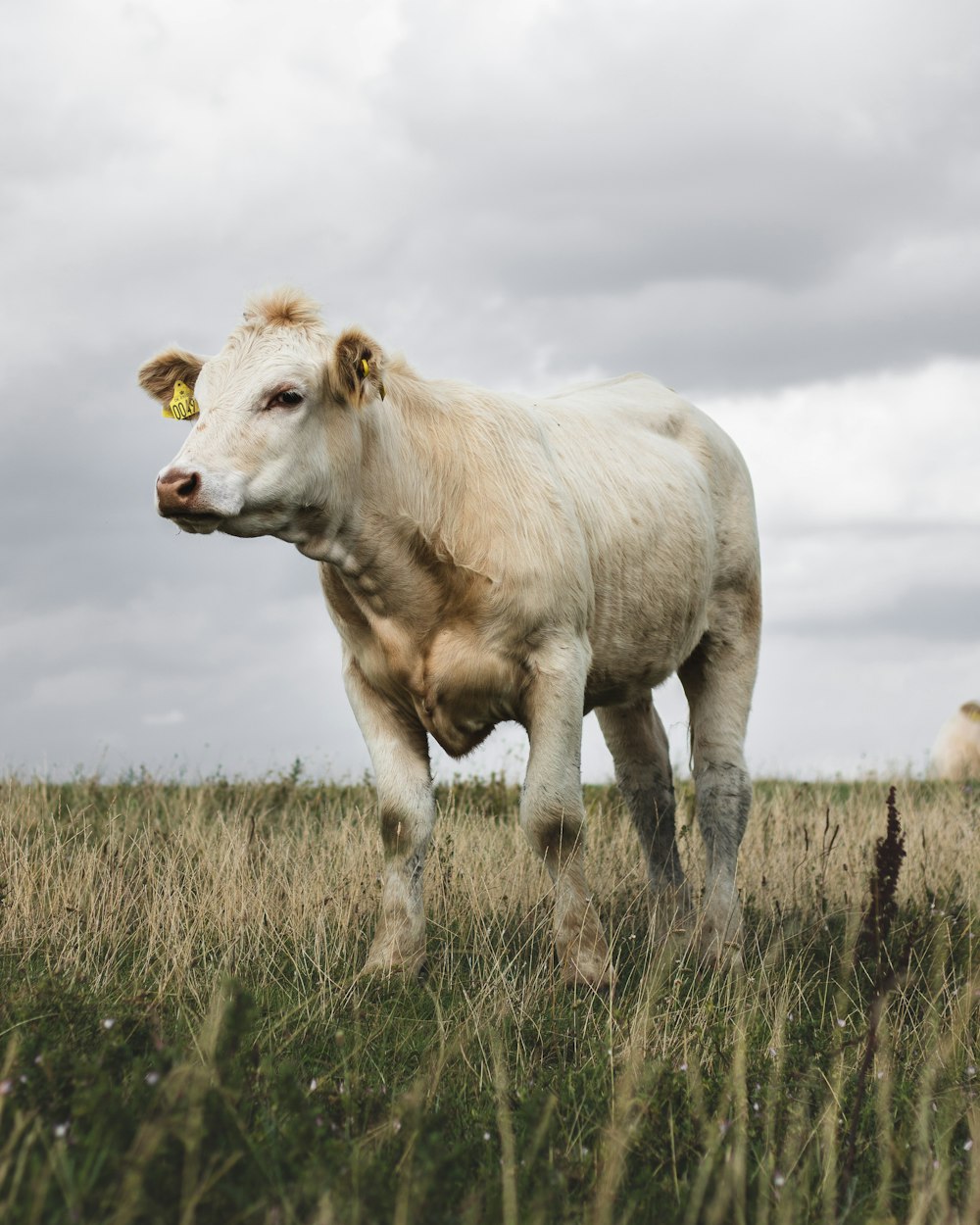 white cow with tag on ear