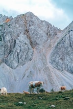 Close-up of healthy cattle grazing peacefully on the slopes of the Ybyturuzu mountains.