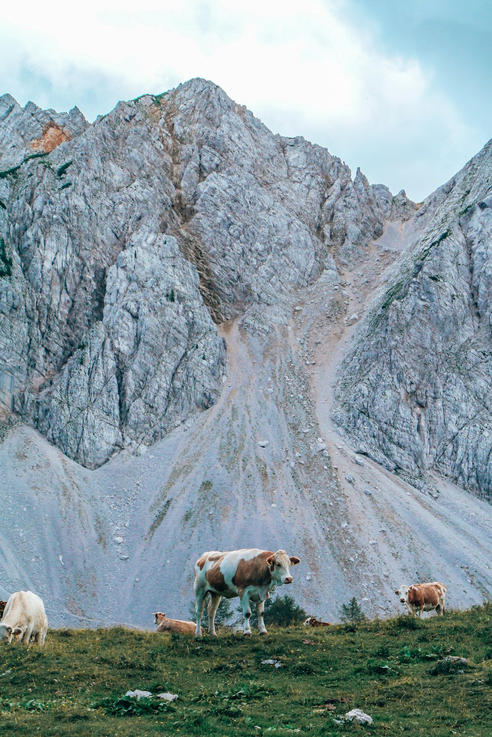group of cows near mountain