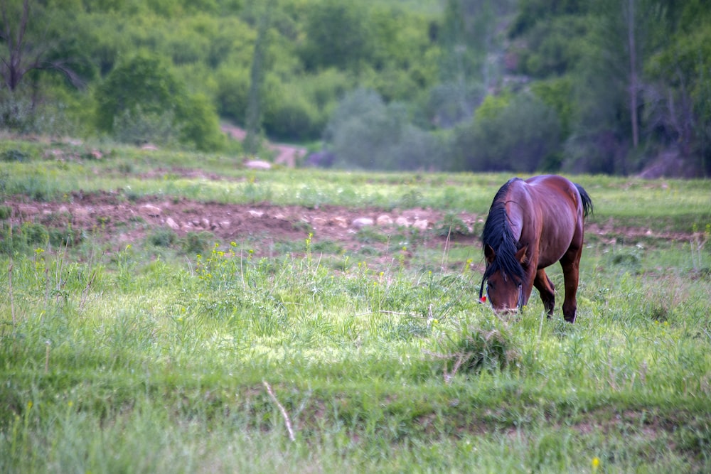 brown horse eating grass during daytime