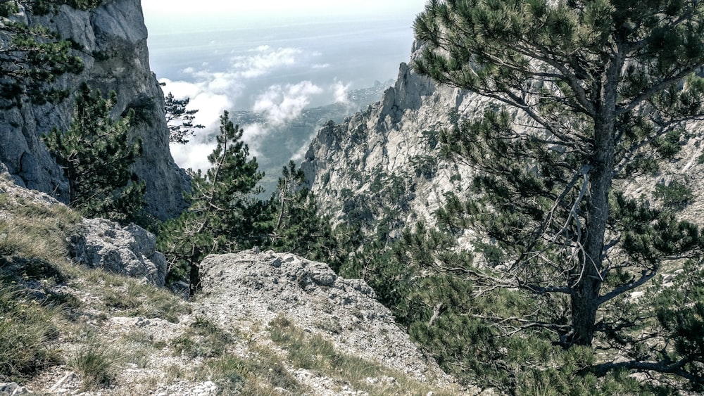 trees on gray cliff during daytime