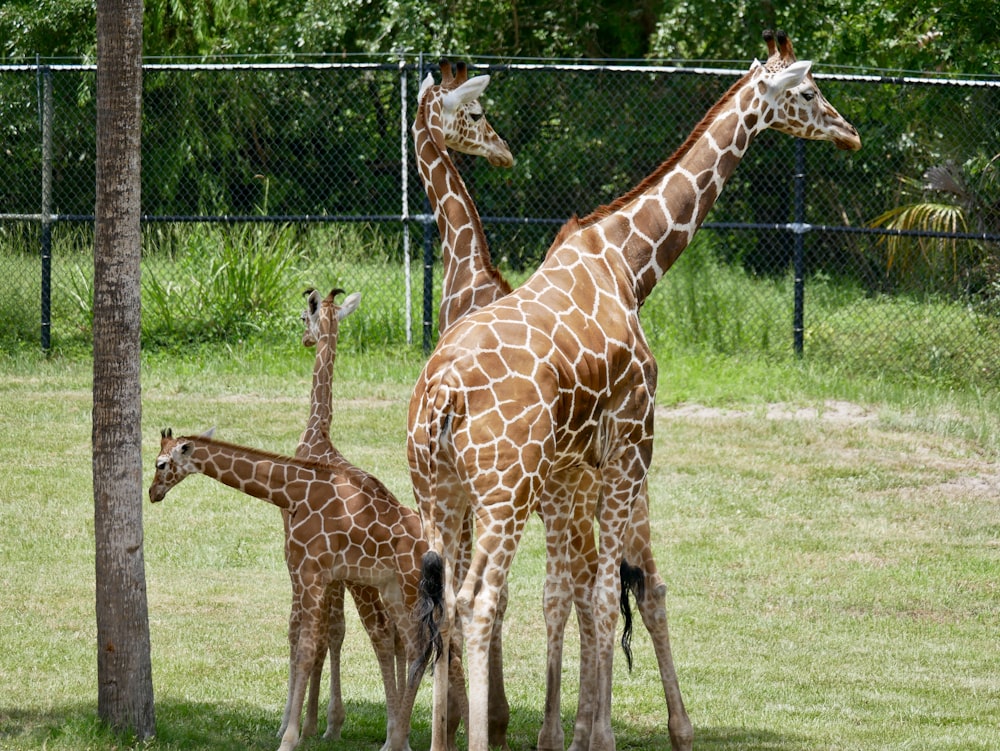 four giraffes at daytime