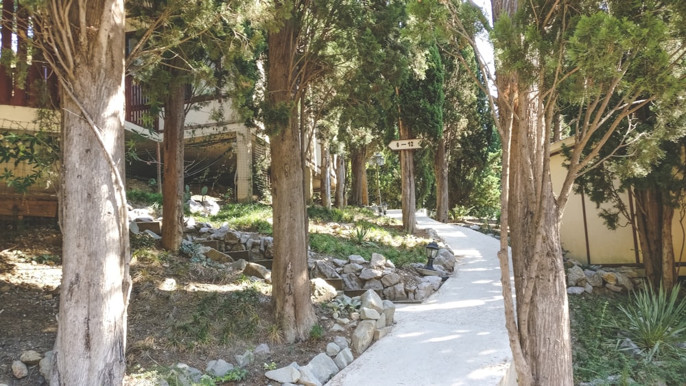 walkway surrounded by trees