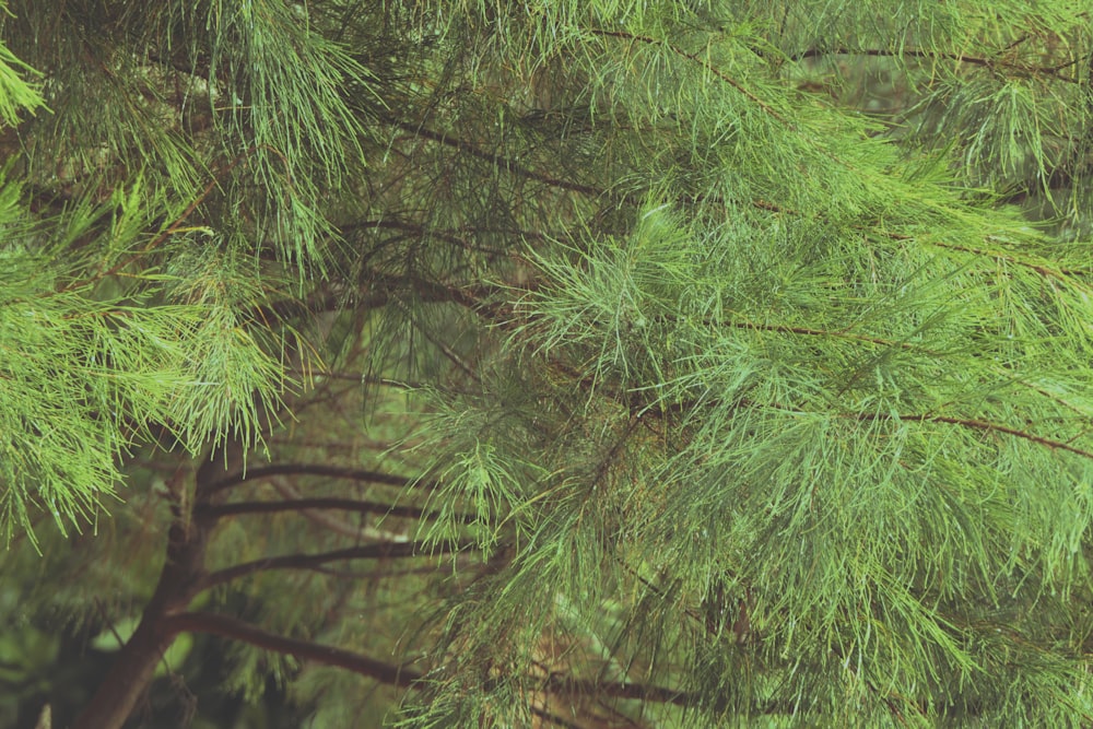 grün belaubter Baum