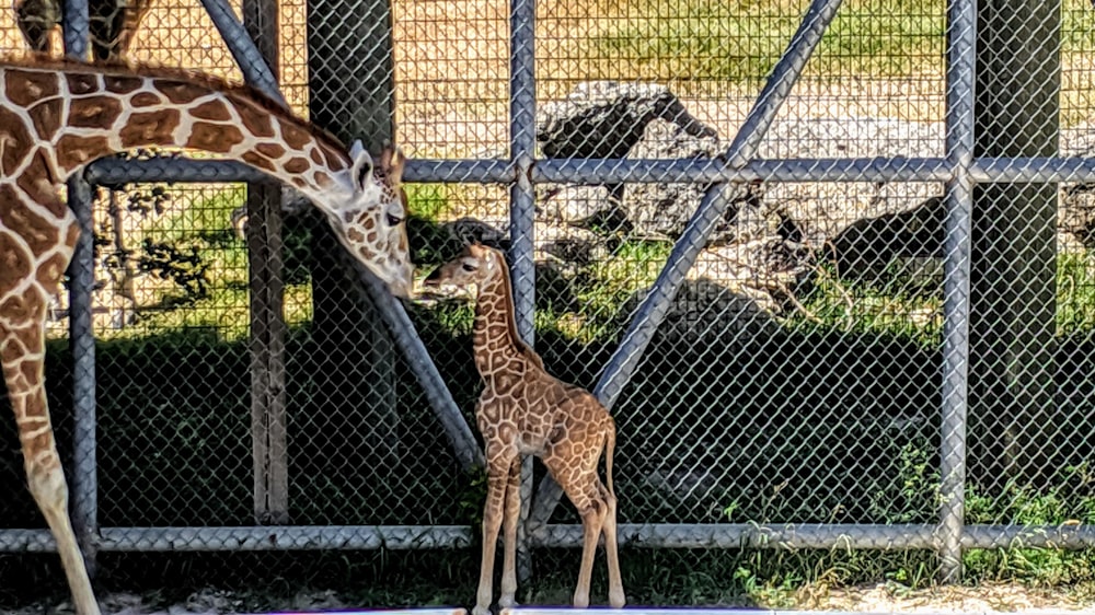 braune Giraffe mit Kalb neben Zaun