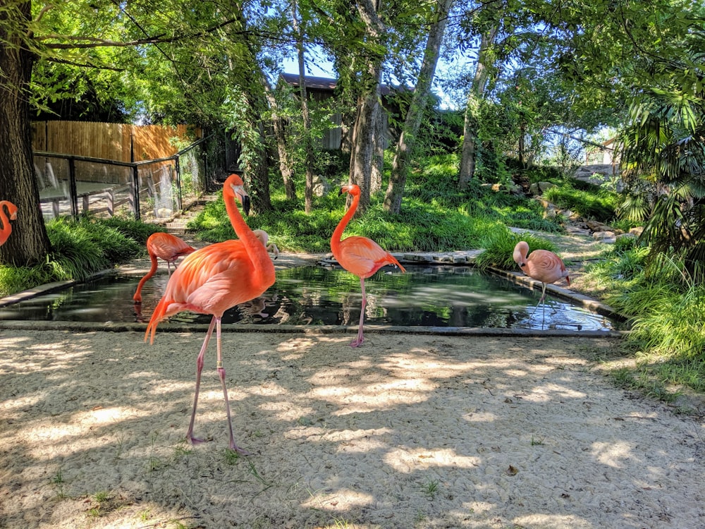 pink flamingos beside small body of water