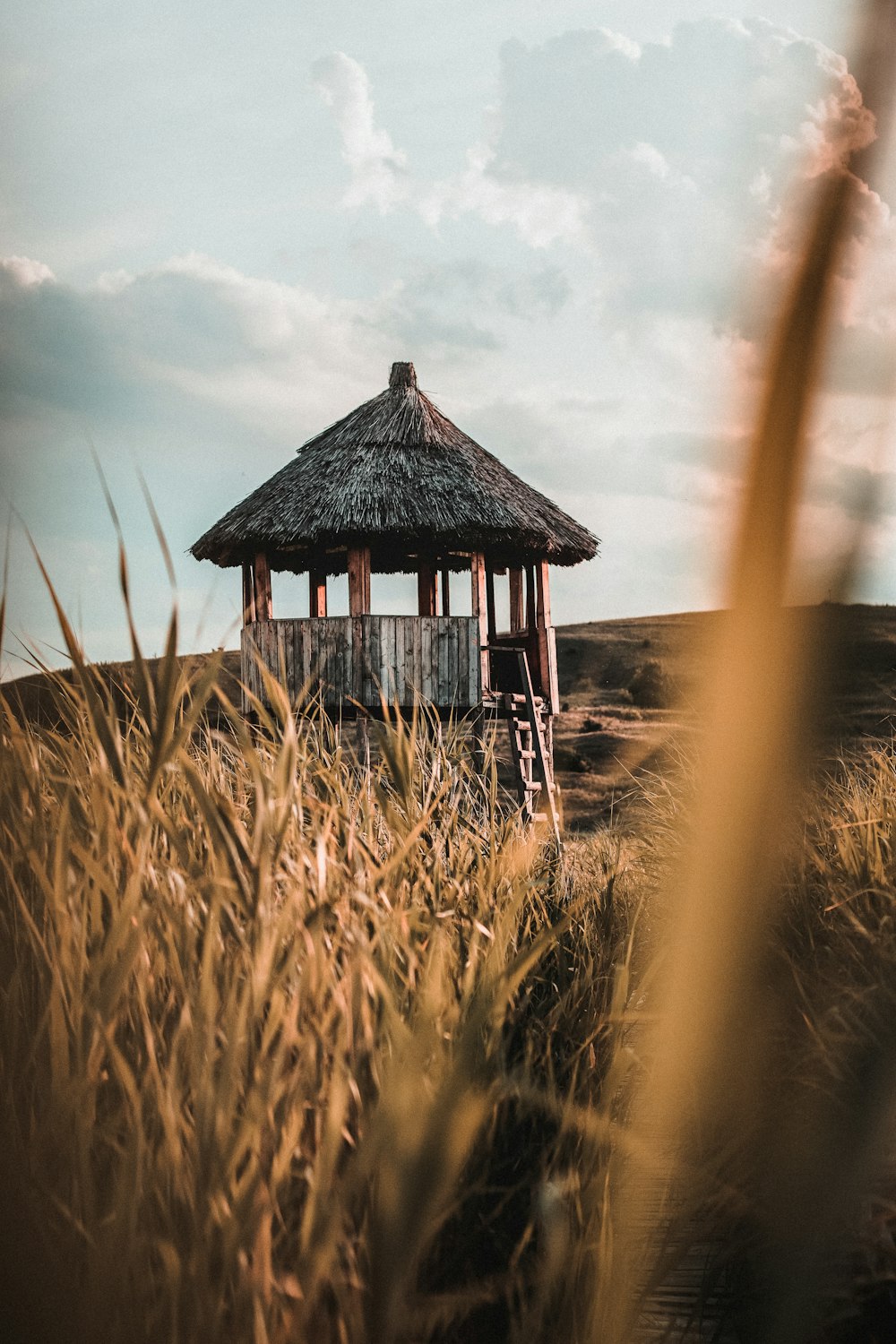 Cabaña de madera marrón en un campo de trigo