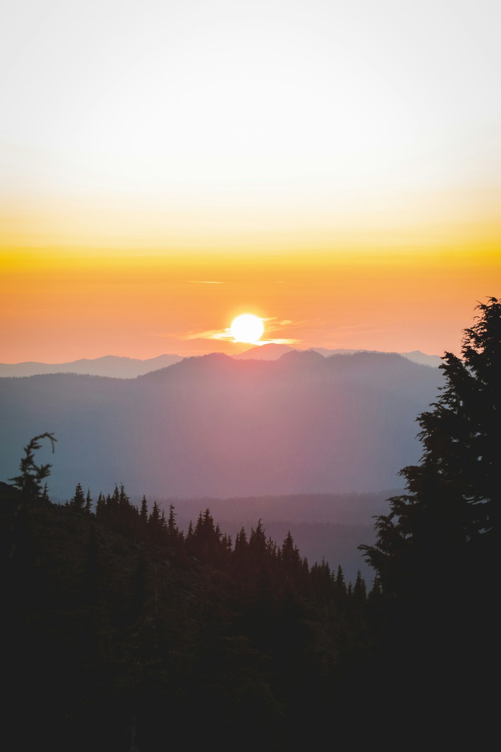 trees and mountains