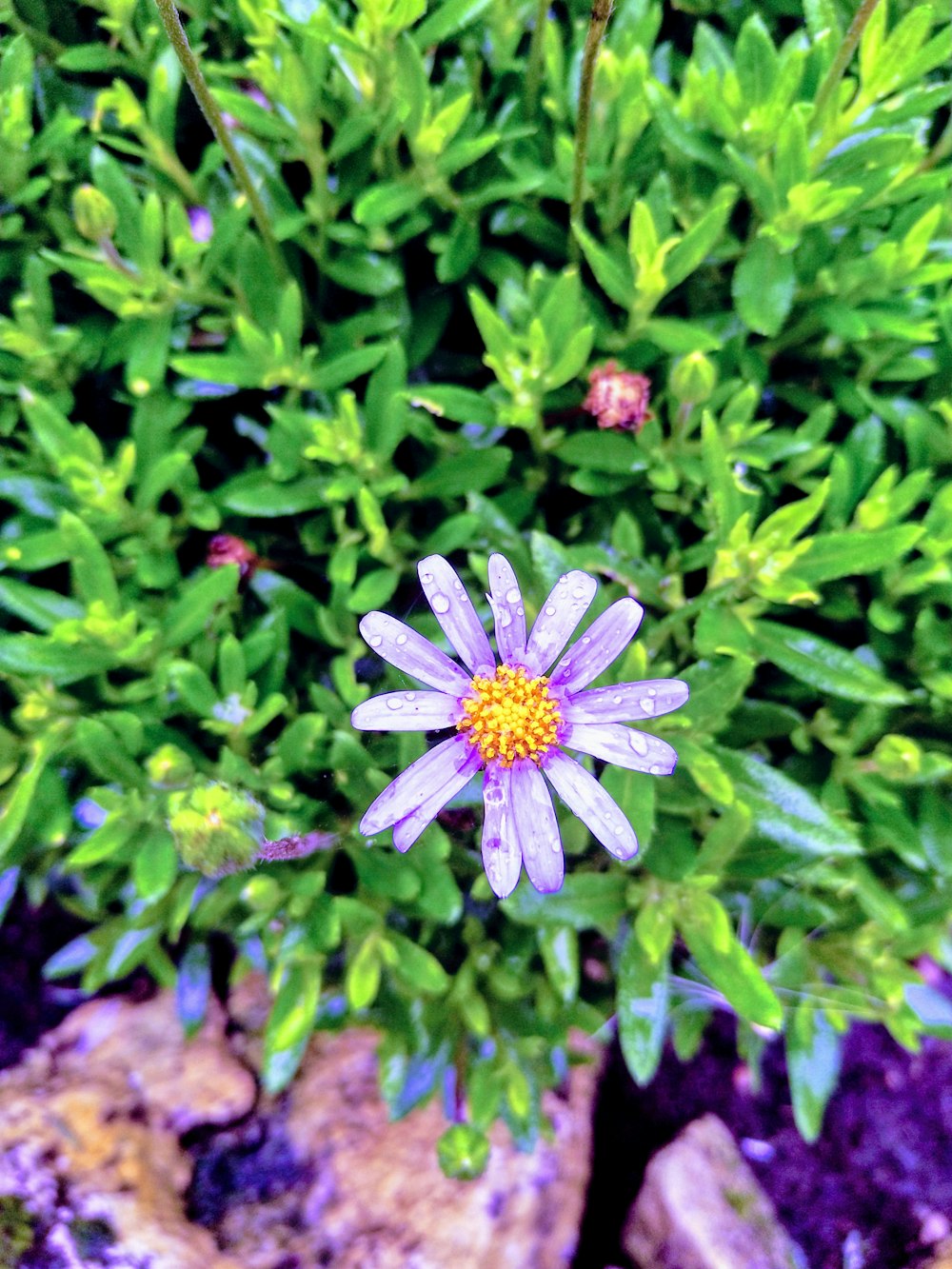 dew drops on purple flower during daytime