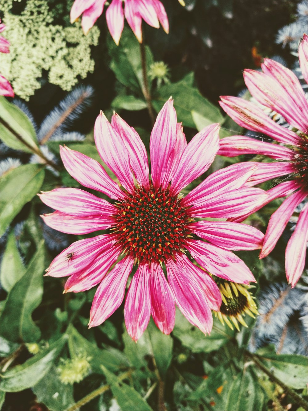 pink petaled flower