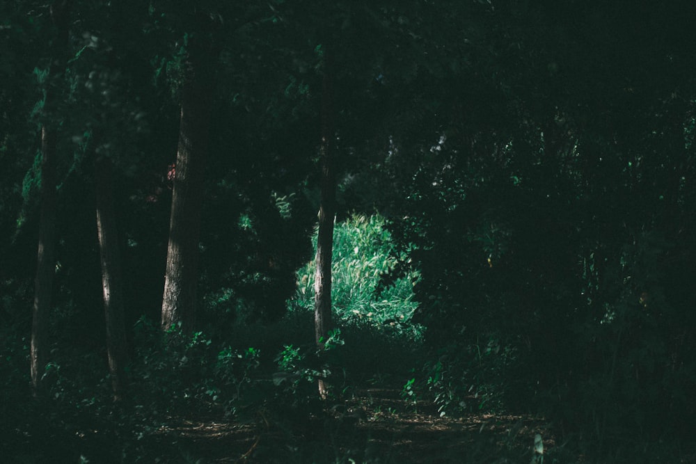 narrow pathway between green trees in the forest