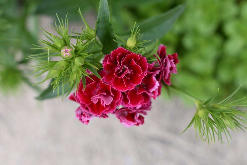 red flowers