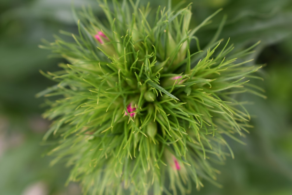 selective focus photography of green-petaled flower