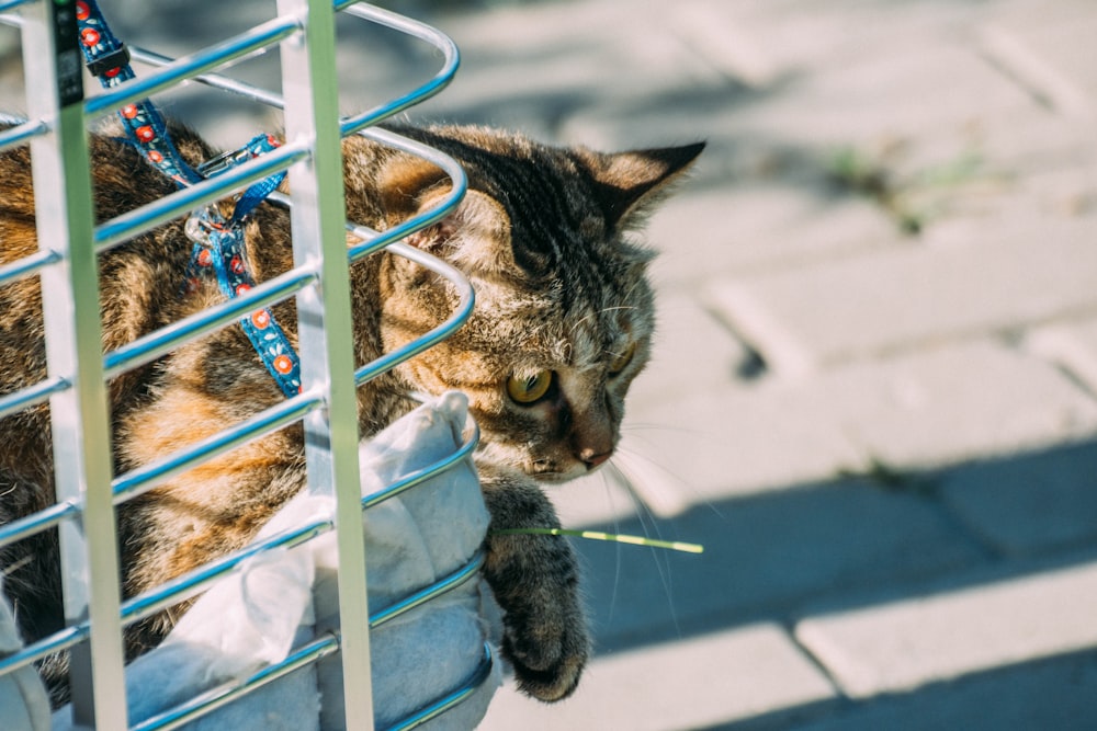 cat with leash