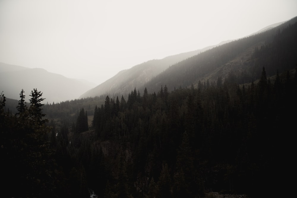 forest covered in fog