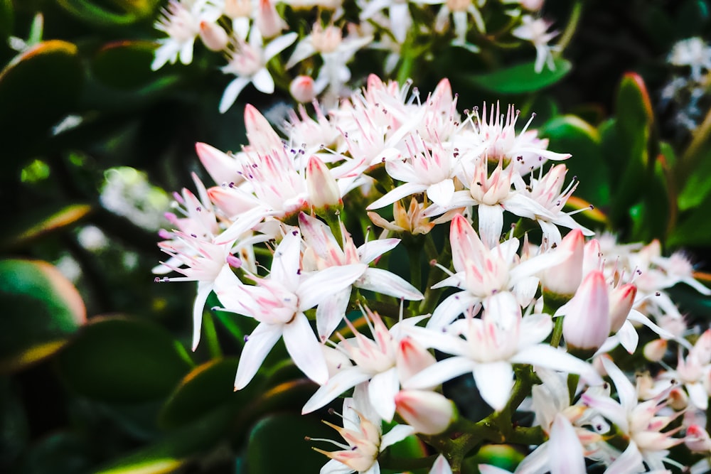 white petaled flowers