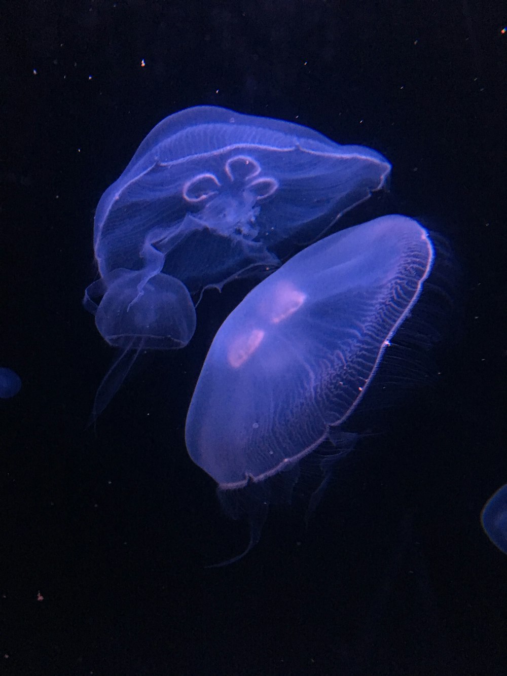 two jellyfish underwater