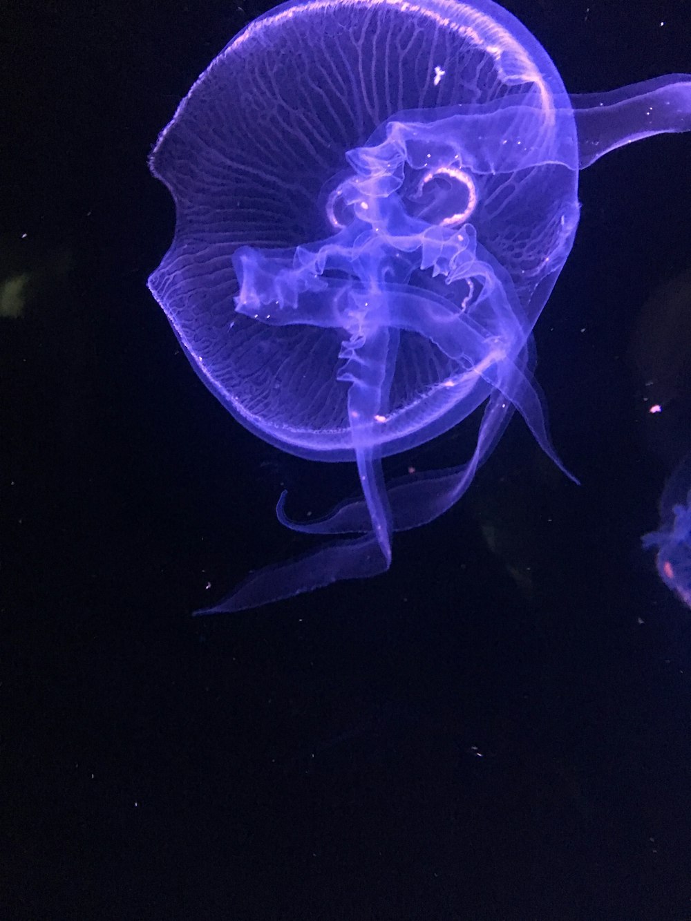 jellyfish in water