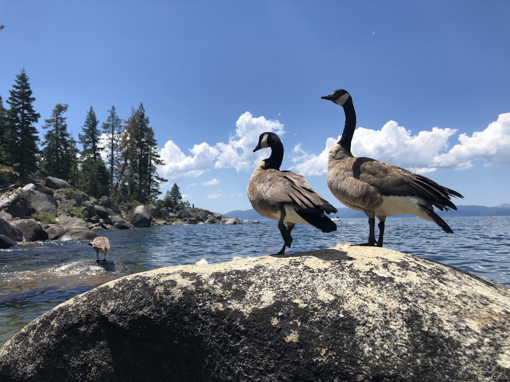 two black and white ducks standing on a rock