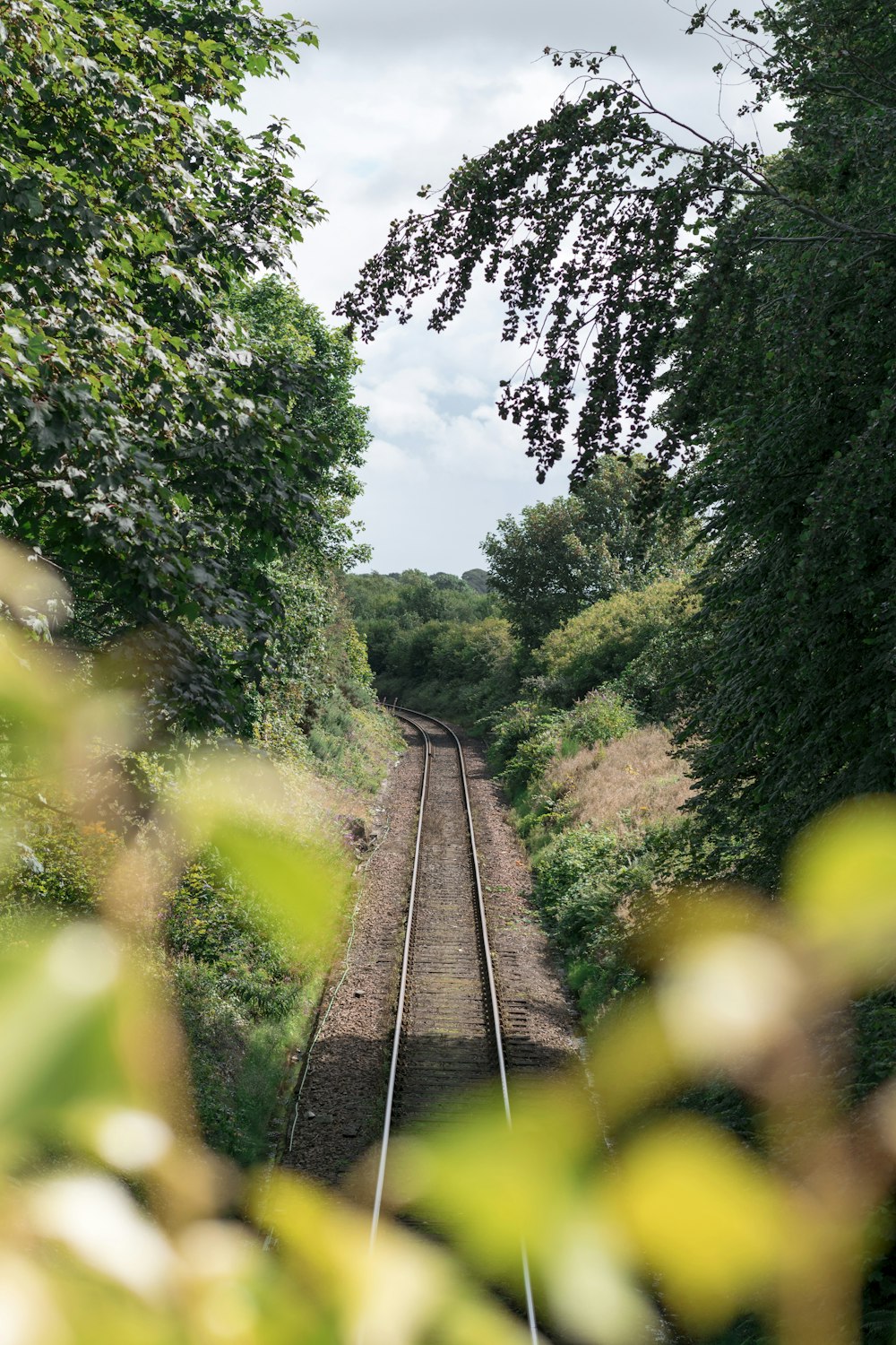 train railway between trees