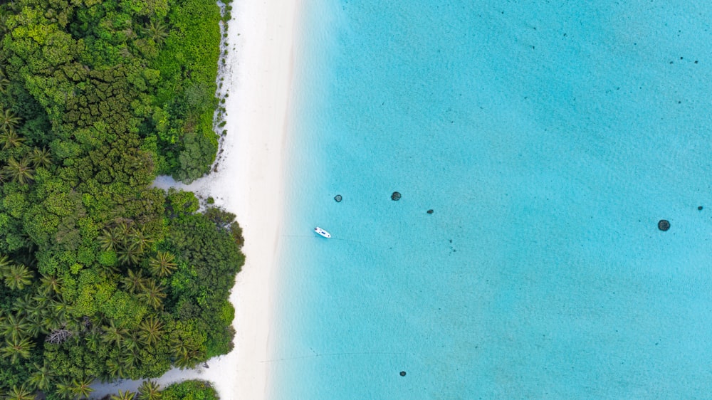 aerial photography of a white sand beach