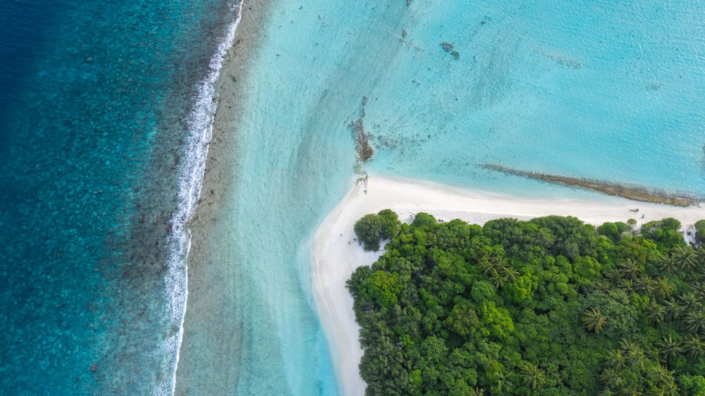 seashore and trees