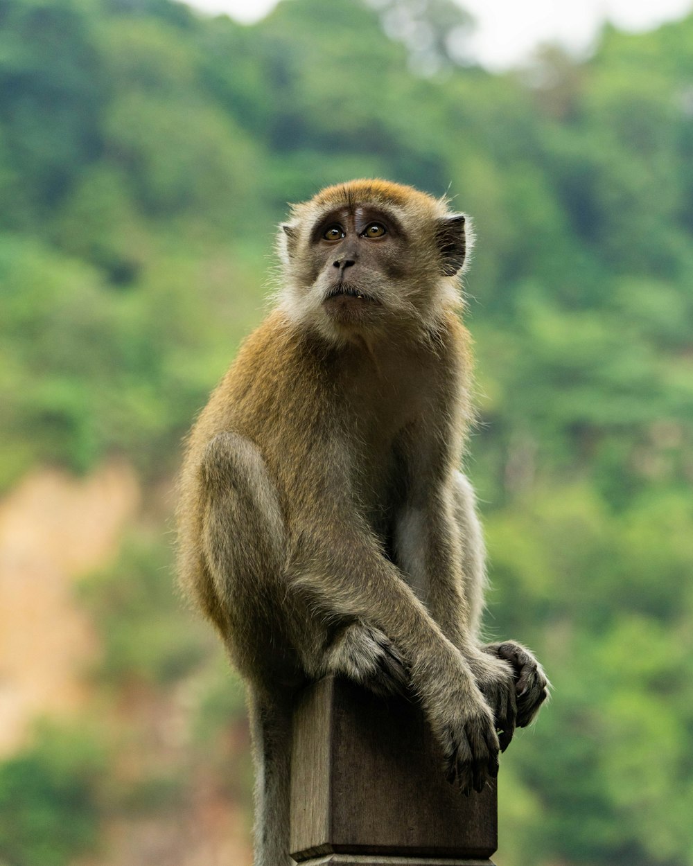 primate on top of the pillar