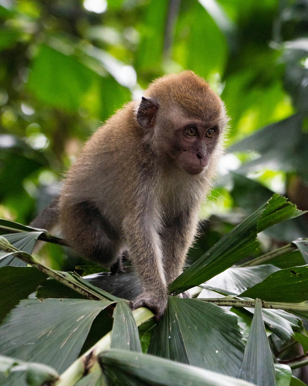 brown monkey on plant