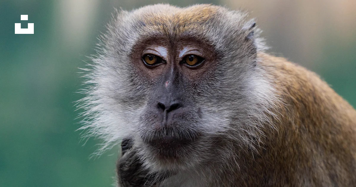 Selective focus photography of a brown monkey photo – Free Animal Image ...