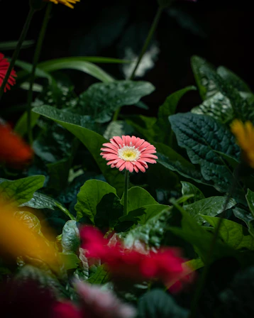 selective focus photography of pink daisy flower