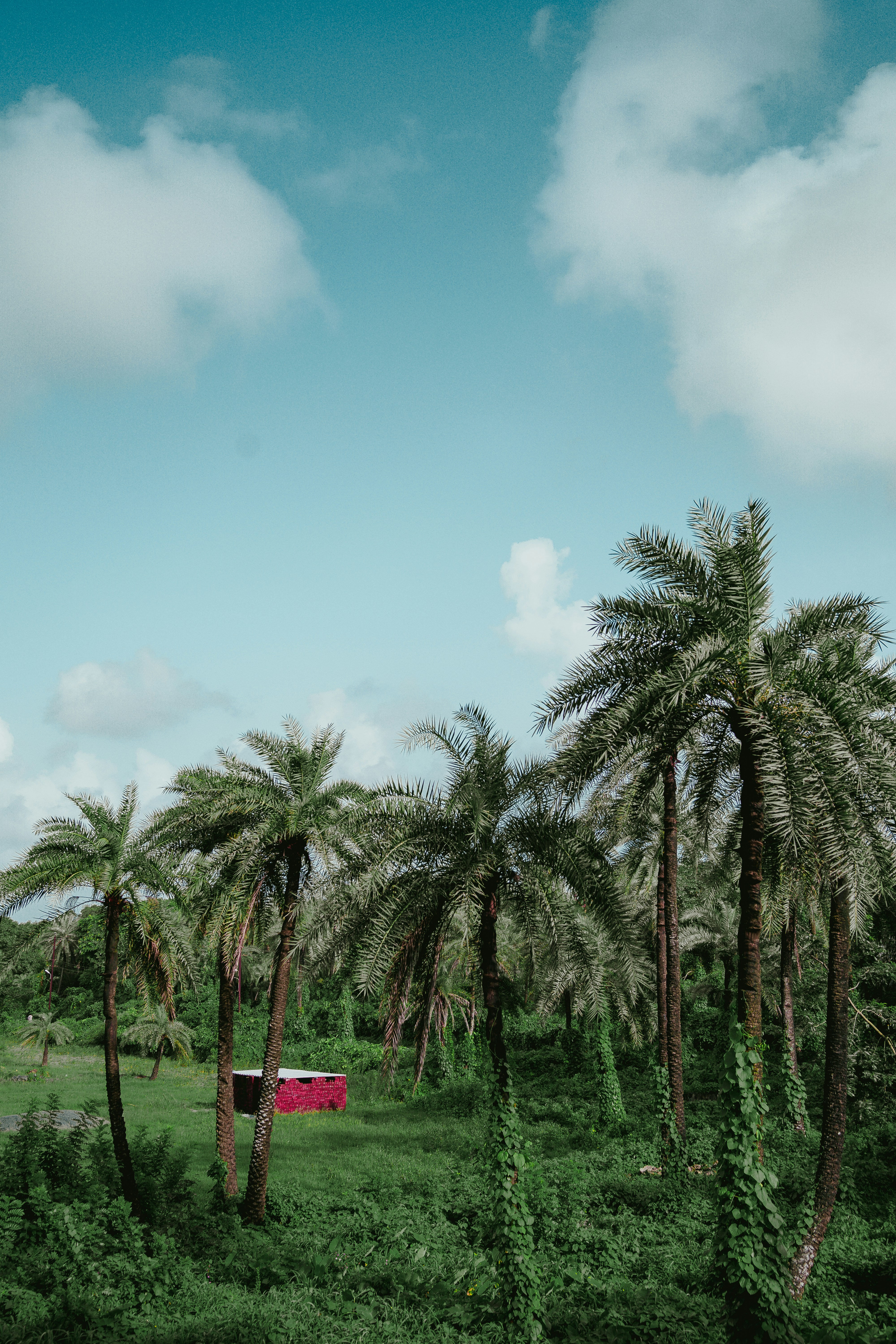 coconut trees