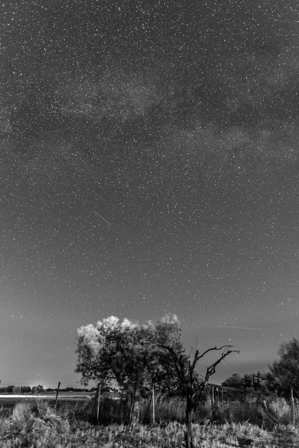 grayscale photo of trees under starry sky