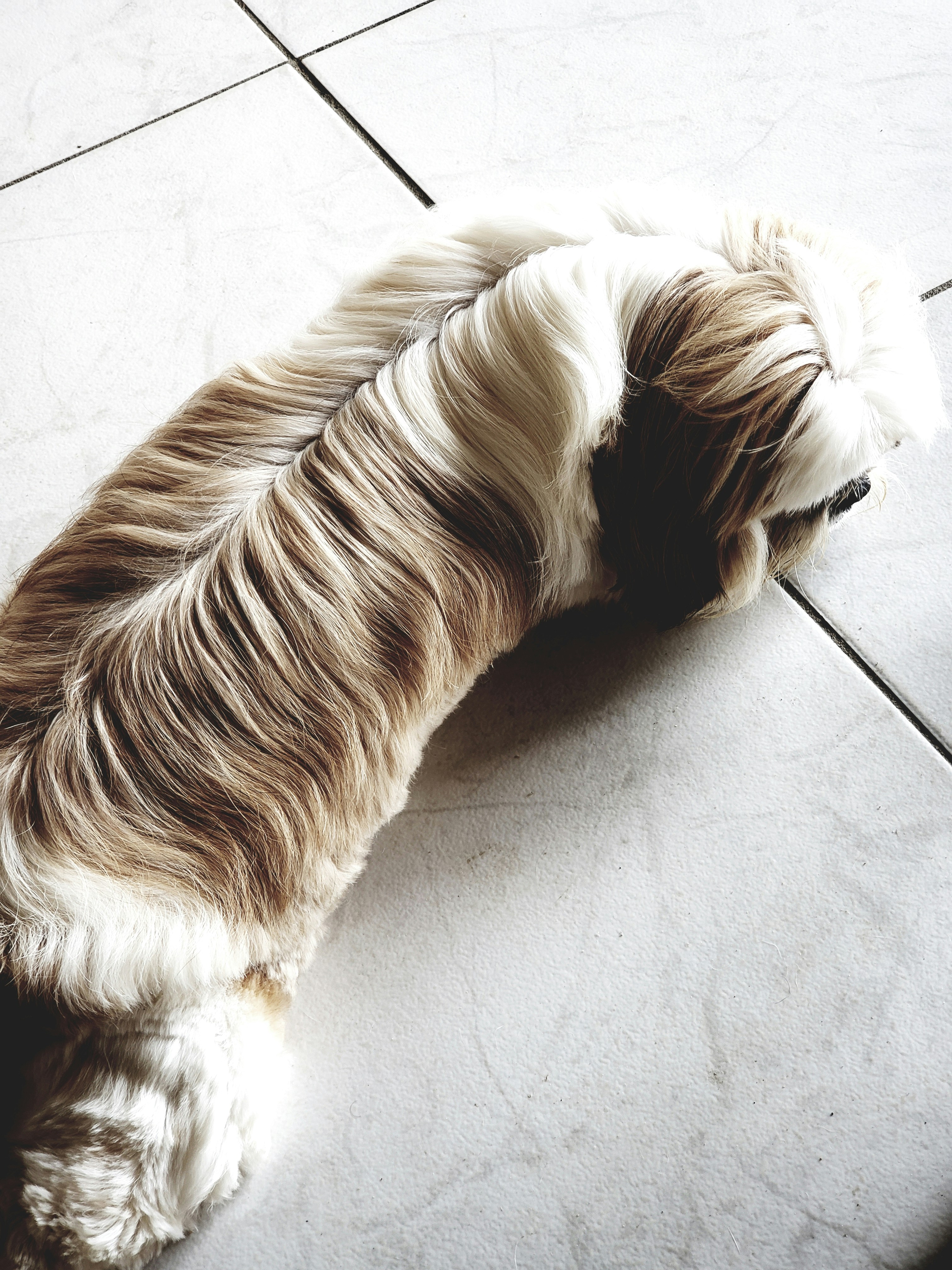 Les Chouchous Toilettage Canin — Buzançais