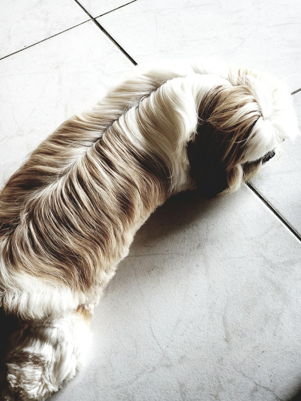 adult tricolor shih tzu