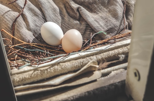 Two eggs are resting on a soft, brownish cloth nest, surrounded by a few twigs and branches.