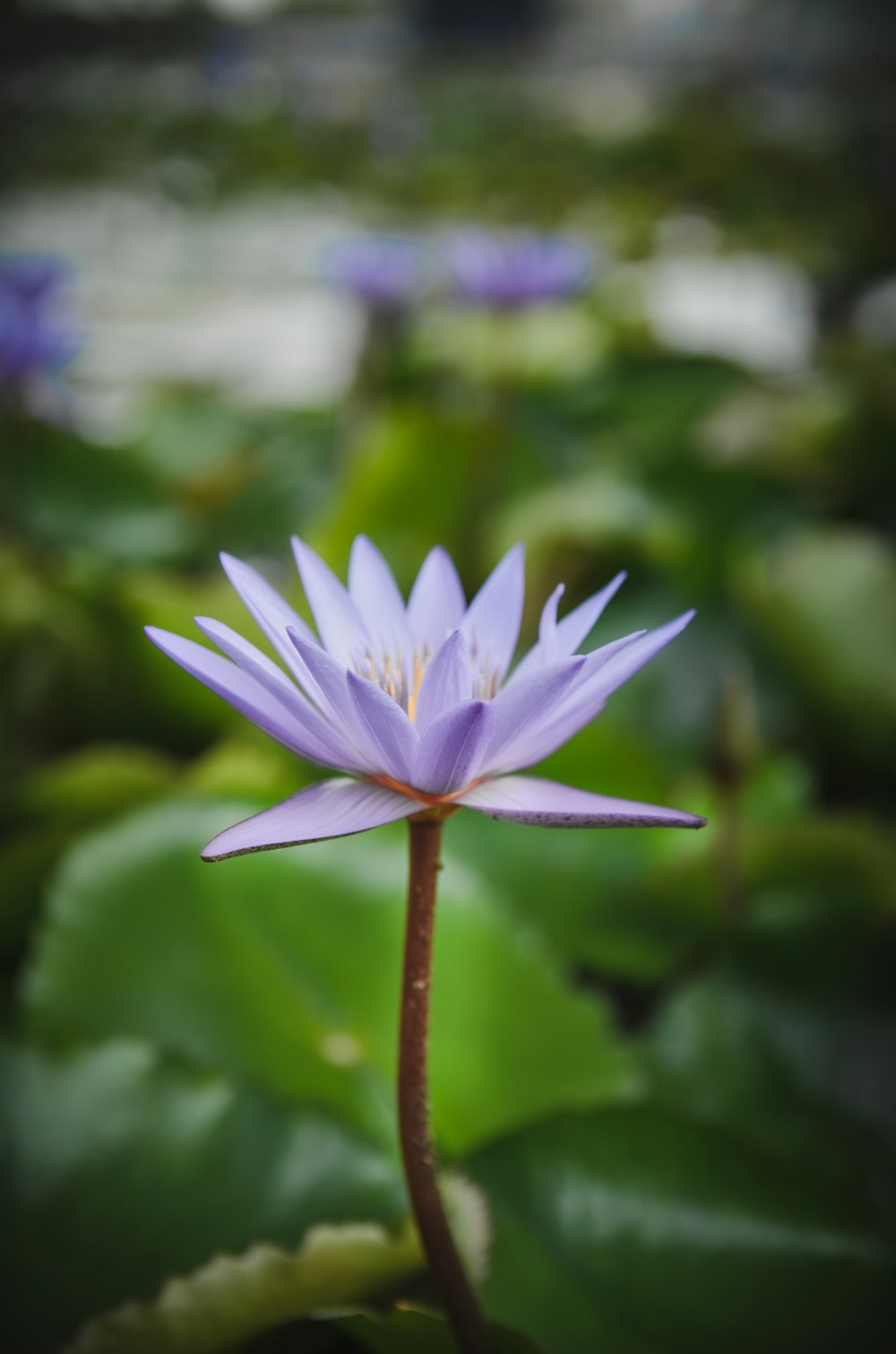 purple petaled flower