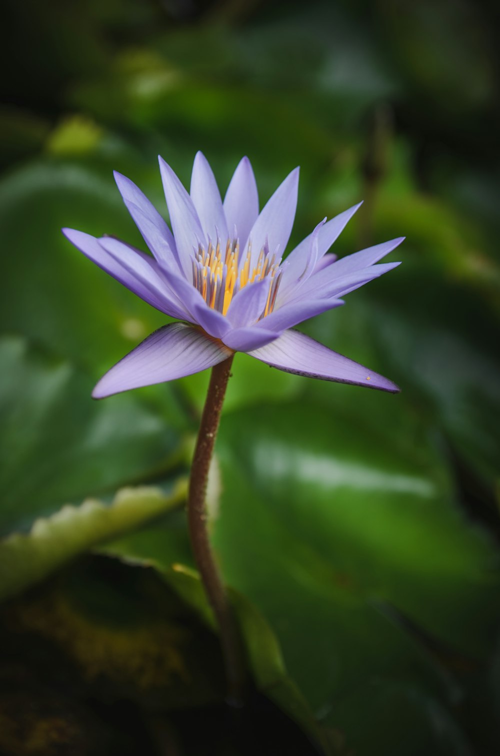 flor de pétalos púrpuras