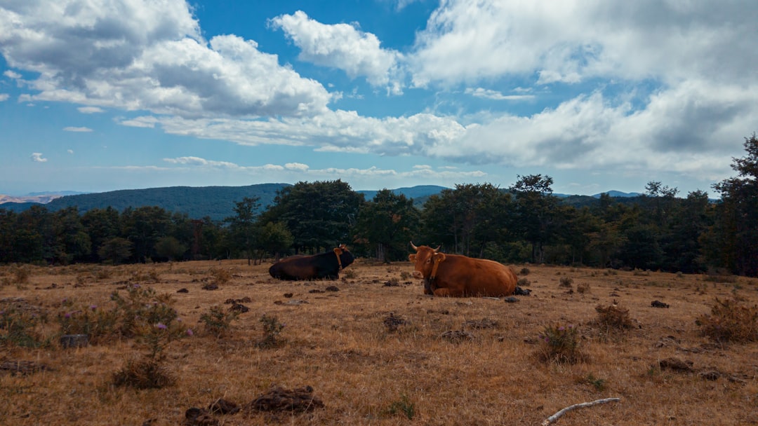 two cattle's lying near trees