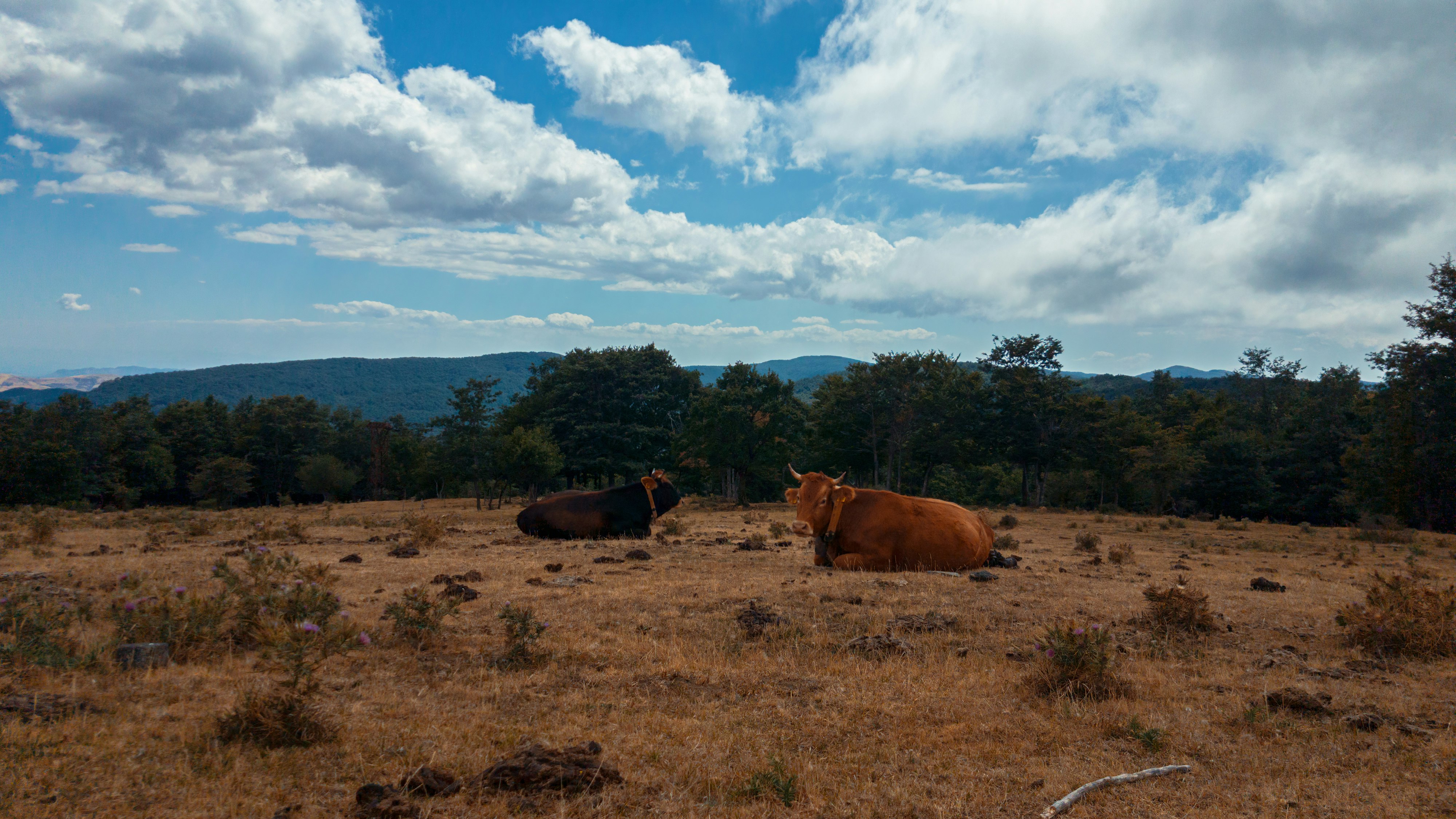 two cattle's lying near trees