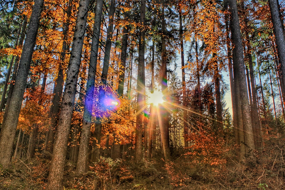 brown and green trees at daytime