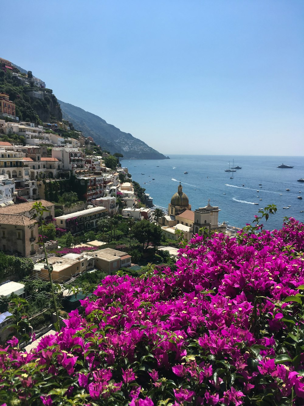 purple petaled flowers near buildings and body of water