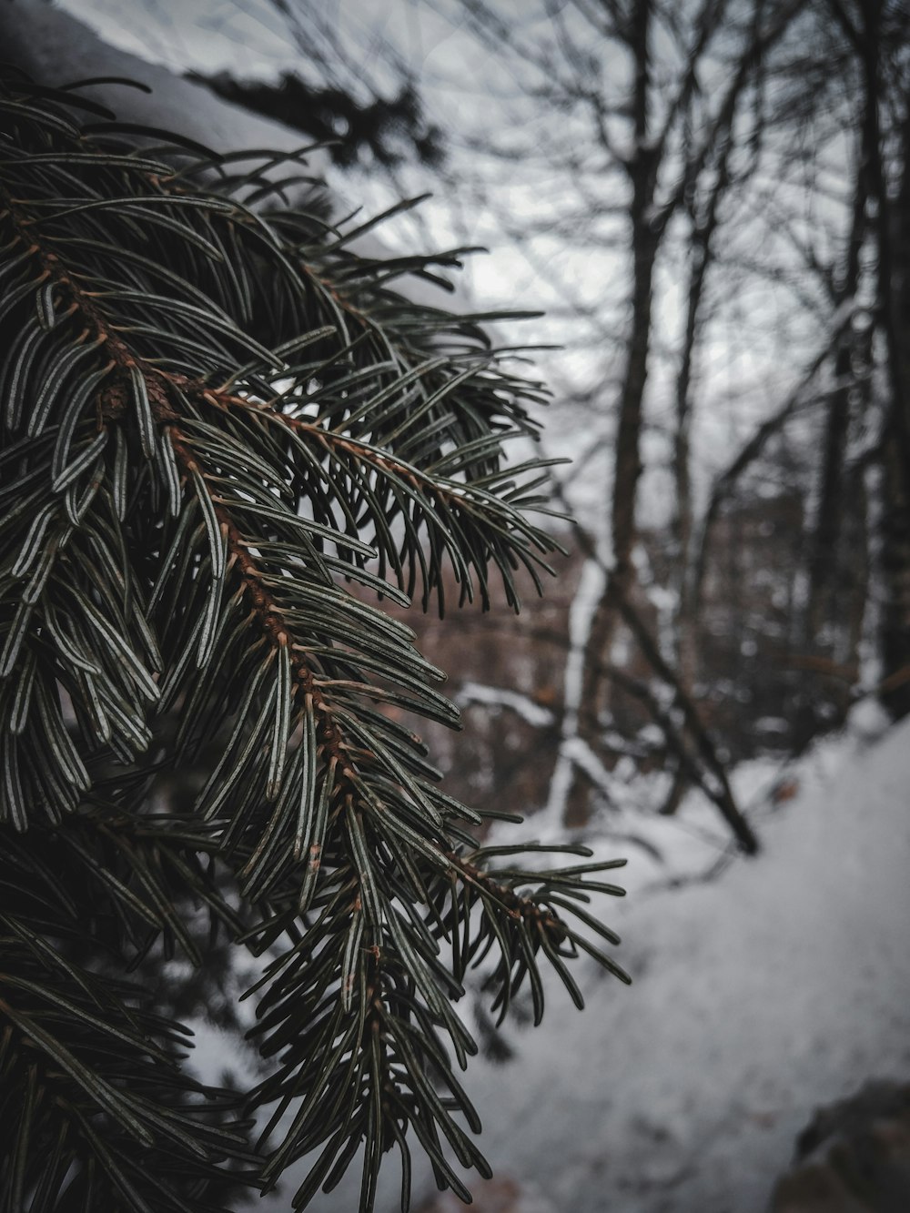 macro photography of green pine tree