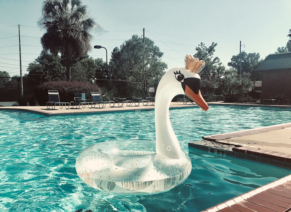 flotador de cisne blanco en la piscina