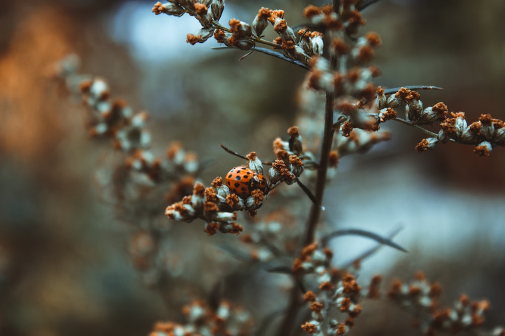 orange and black ladybug on tree
