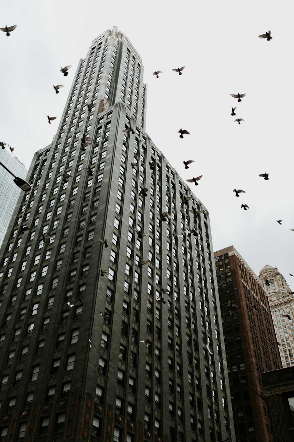 low-angle photography of birds in flight around a high-rise building