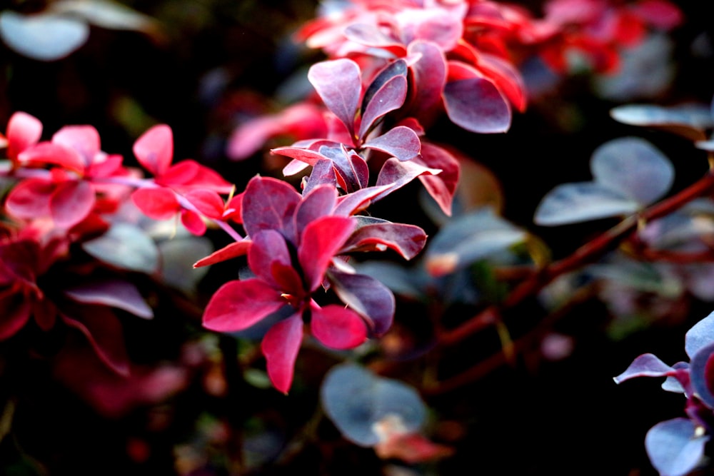 closeup photo of red flowers