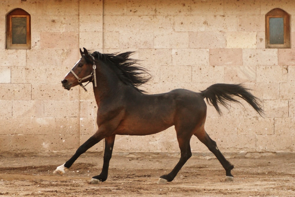 Types Of Horse Jumps