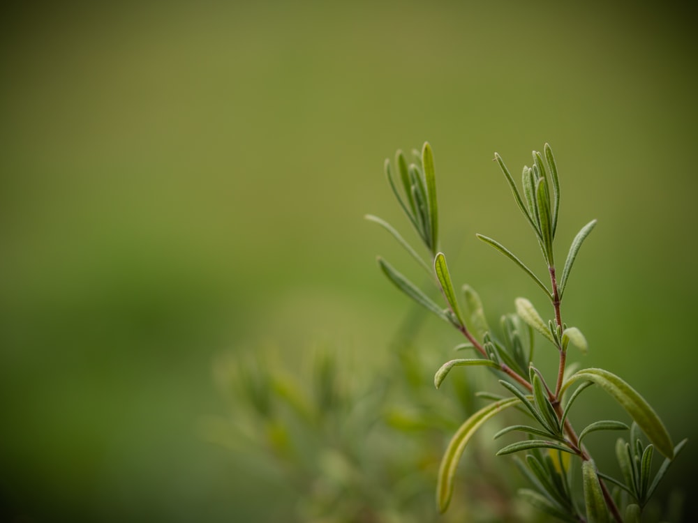 green-leafed plant in selective-focus photography