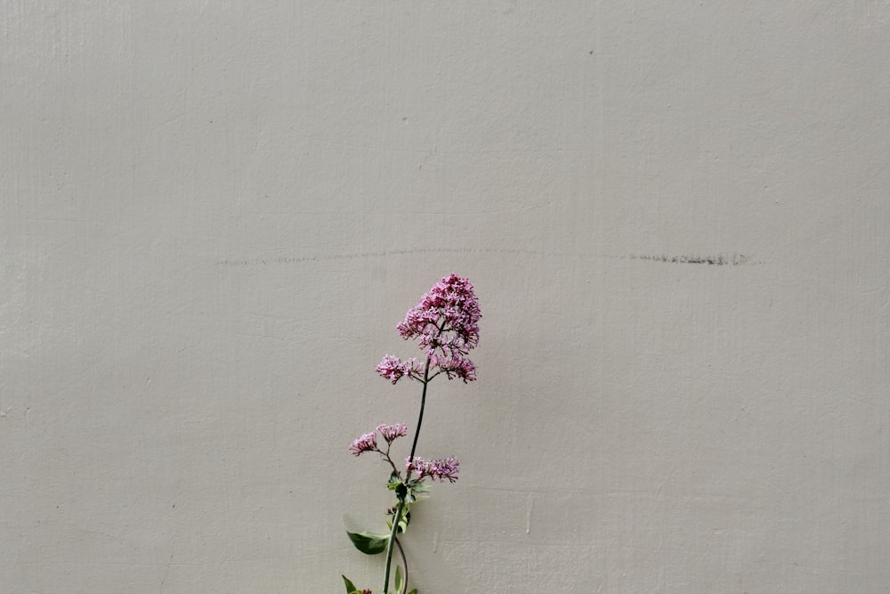 pink encrusted flower in front white wall