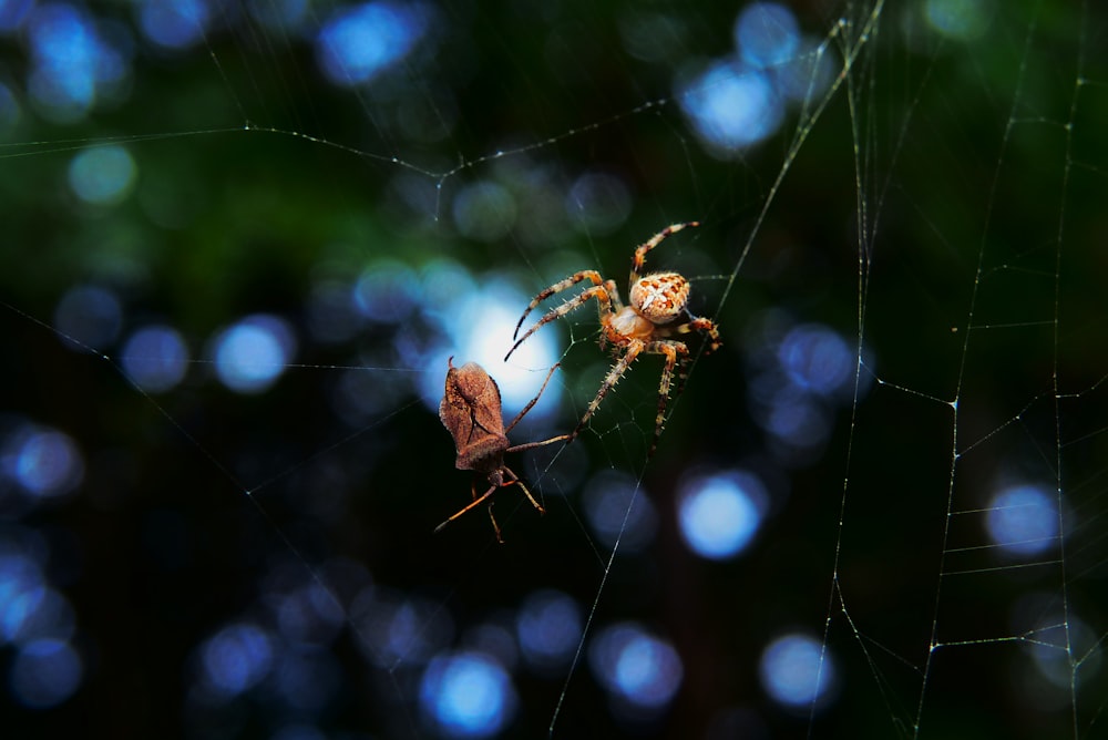 brown spider